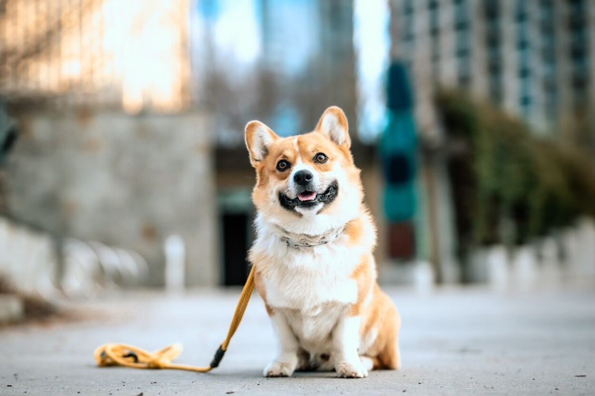 Corgi walking on a New York City street during TRUEK-9 training