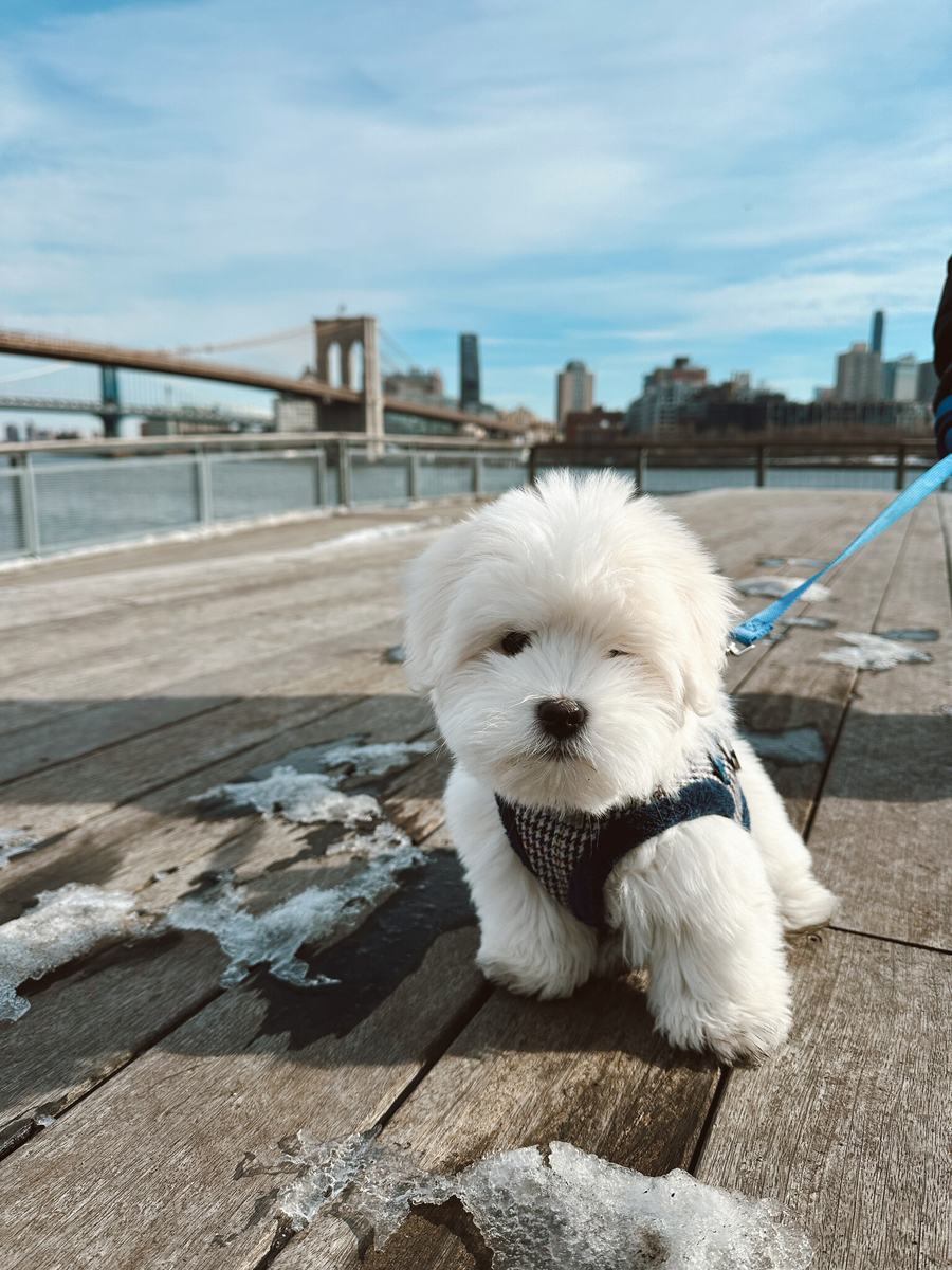 Small dog training near the Brooklyn Bridge with TRUEK-9