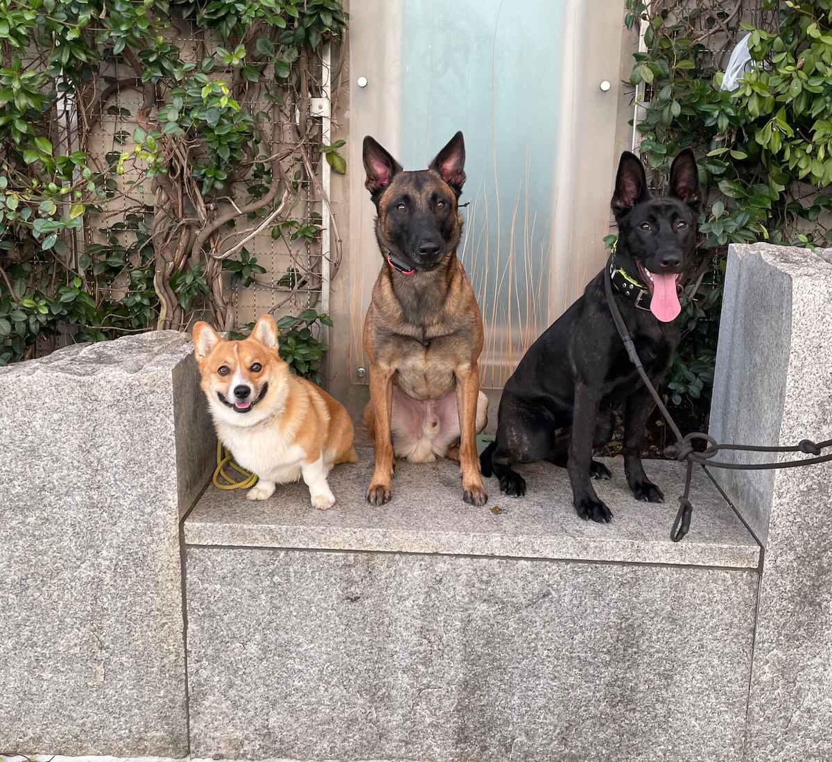 Three dogs holding a sit-stay during TRUEK-9 dog training