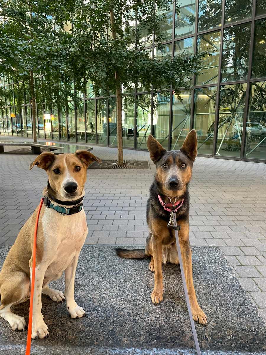 Two dogs training in a Financial District plaza
